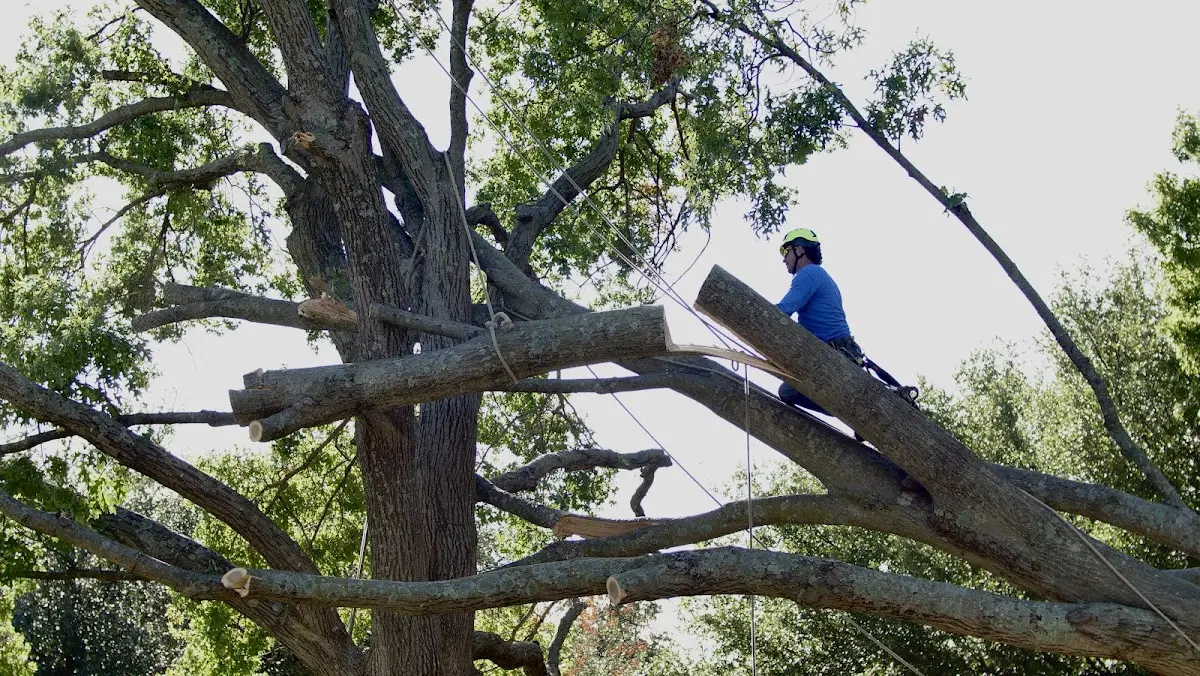 Professional Hazardous Tree Removal performed by certified arborists in Woodburn