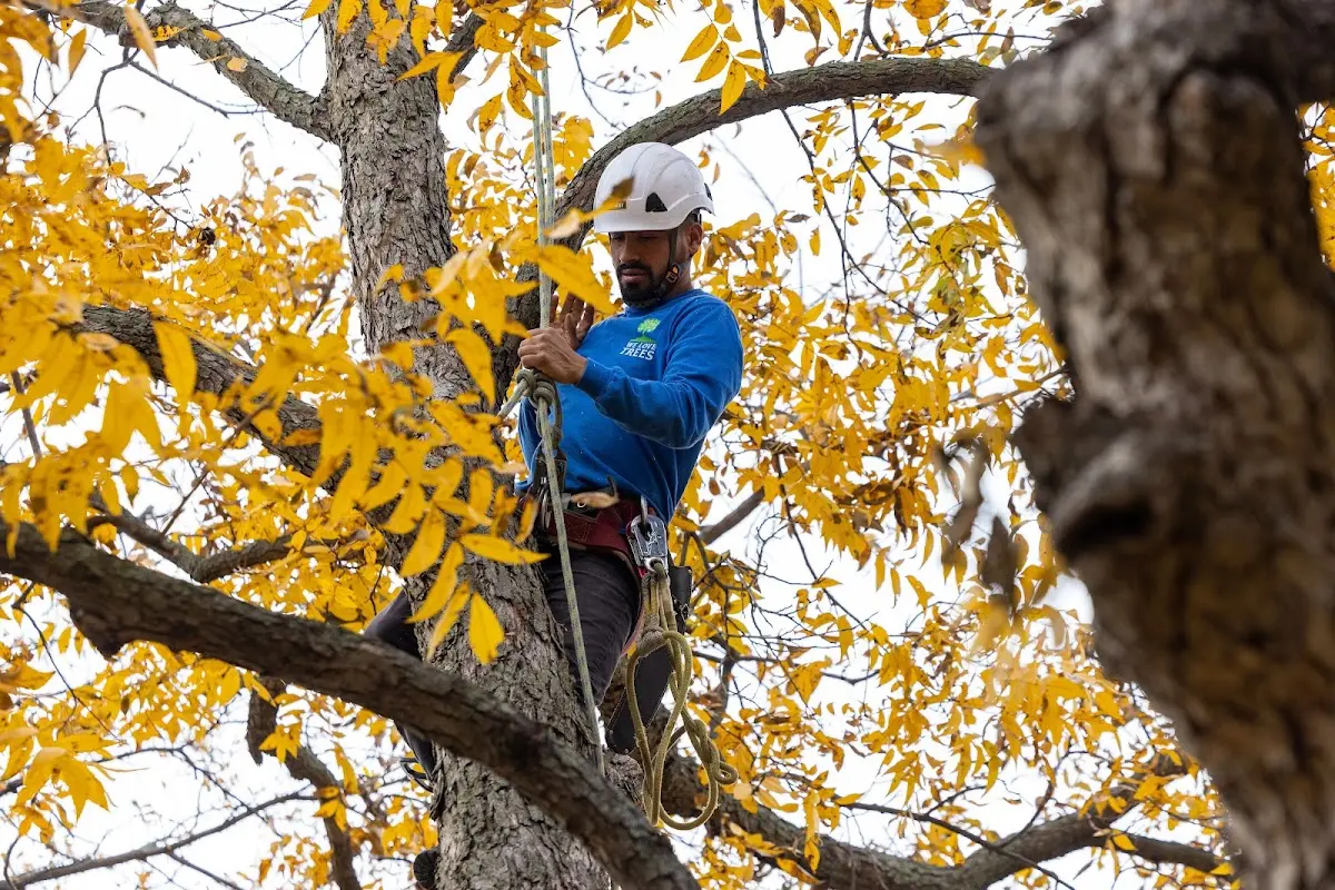 Skilled Tree Planing crew working in Woodburn