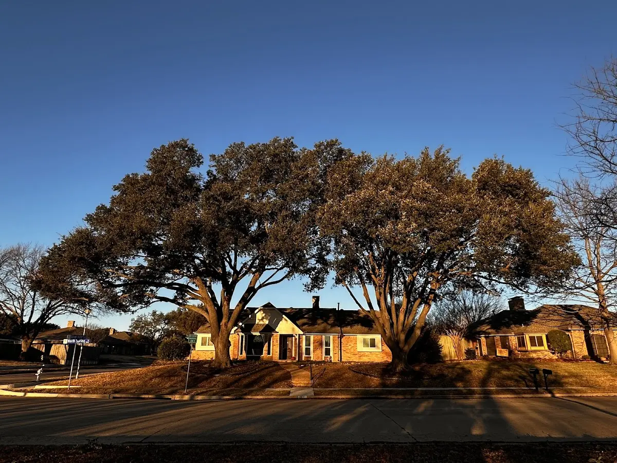 Established residential canopy tree shading a home in Woodburn